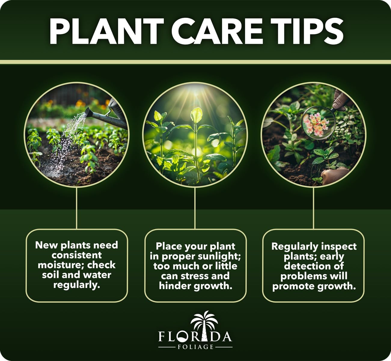 Mondo Grass - 20 Live Plants - Ophiopogon Japonicus - Live Evergreen Groundcover Plants - Shade Loving