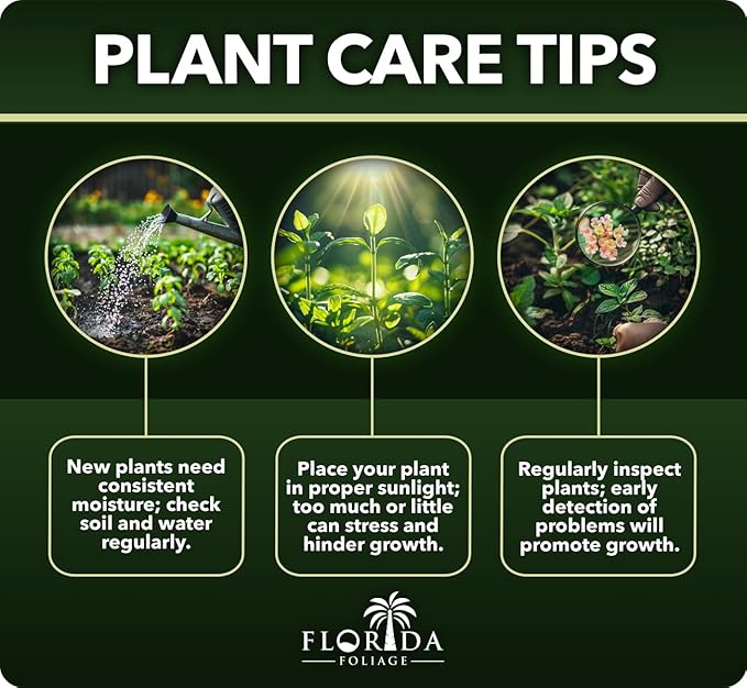 Bulbine Frutescens Hallmark Orange - 3 Live Plants - Butterfly Attracting Flowering Groundcover