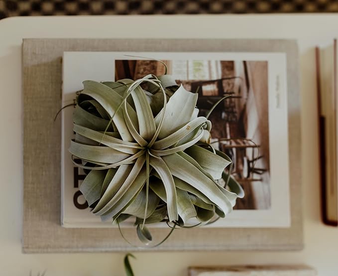 Air Plants - Tillandsia Xerographica, Small 2-3” - 3ct - Live Arrival Gauranteed - House Plants for Home Decor & Gift