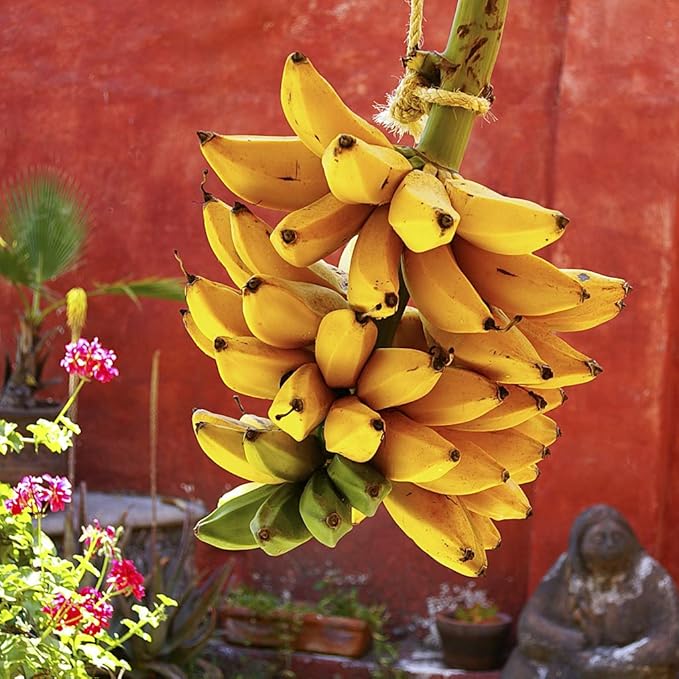 Indoor Banana Tree Ornamental Perennial Non-GMO