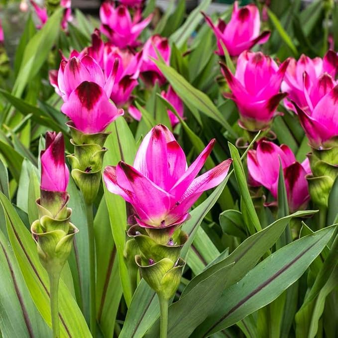 Premium Live Black Turmeric (Curcuma caesia) Plants - Rare Herbal Medicinal Plant, Perfect for Home Gardens (4 Black Turmeric Cups)