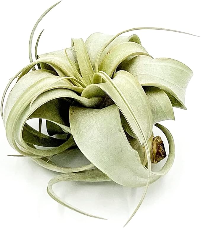 Air Plants - Tillandsia Xerographica, Small 2-3” - 3ct - Live Arrival Gauranteed - House Plants for Home Decor & Gift