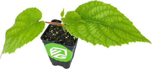 Tomuri Male Kiwi Vine Live Plant - Actinidia chinensis by Wellspring Gardens - Starter Plant Ready to Grow for Your Garden and Patio - Great Pollinator for The Vincent Female Plant to Produce Fruits