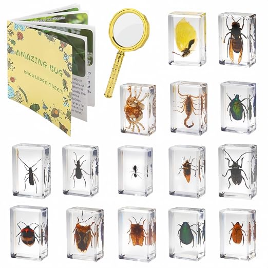 15 Insect specimens,Real Specimens of Various Butterflies and Beetles Made of Resin, Used for Science Classroom Science Education Animal Specimens, Bug Preserved,Oddities, Biology (15 Pcs Beetles)