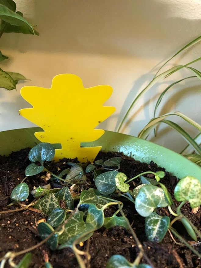 Garsum Fruit Fly Trap 18 Pcs Yellow Sticky Fungus Gnat Killer for Indoor and Outdoor Plant Insect Catcher for White Flies,Mosquitos,Fungus Gnats,Flying Insects