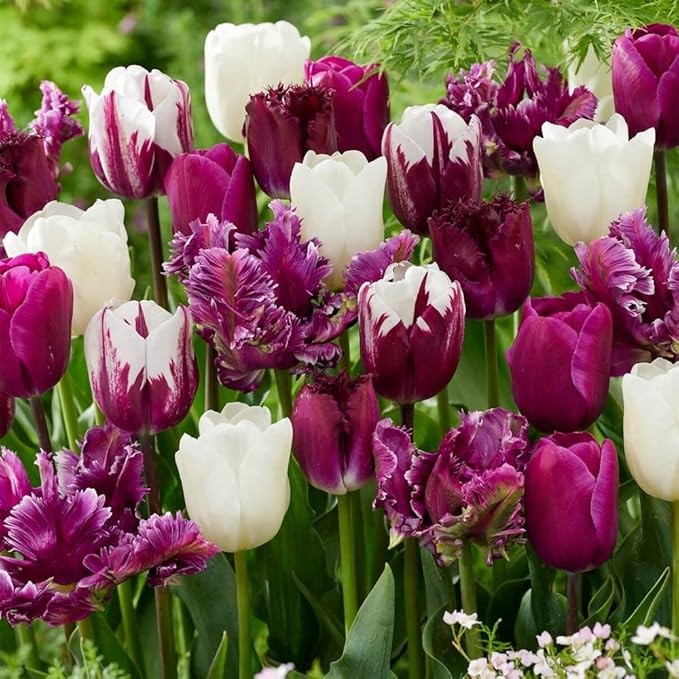 100 Tulip Mix Flower Bulb Box with Easy Carry Handle - Purple, Pink and White Mixed Colors - Weeks of Easy to Grow Flowers - Plant in Gardens, Containers & Flowerbeds - Planting Instructions Included