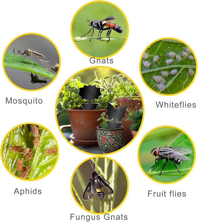 Fruit Fly Traps, 100 Pack Black Sticky Traps, Fungus Gnat Traps, Plant Fly Stickers for Indoor and Outdoor Use Protect The Plant