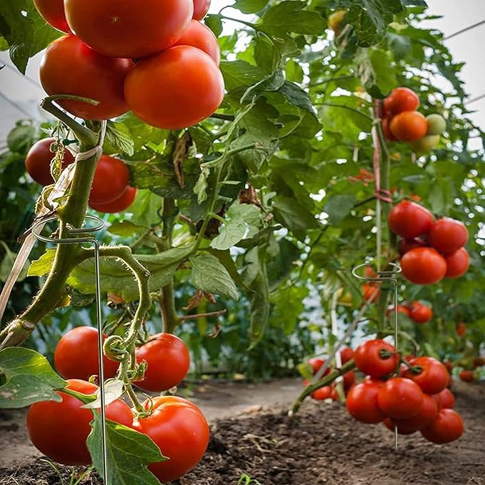 Joyhalo 20 Pack Plant Stakes, 16 Inch Plant Support Stakes, Flower Stakes with 24 Twist Ties, Garden Sticks for Plants Hibiscus, Sunflower, Red Hot Poker, Hydrangea, Tomato, Sapling Etc