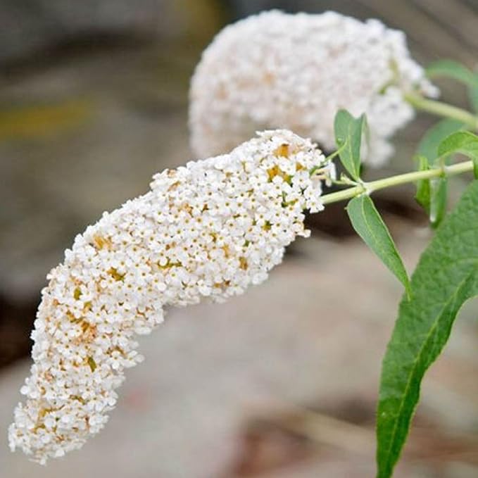 TriStar Plants - Butterfly Bush White, 1 Gallon Trade Pot - 1'ft Tall - Established Potted Plant, Buddleja - Fast Growing, Attracts Pollinators (White)