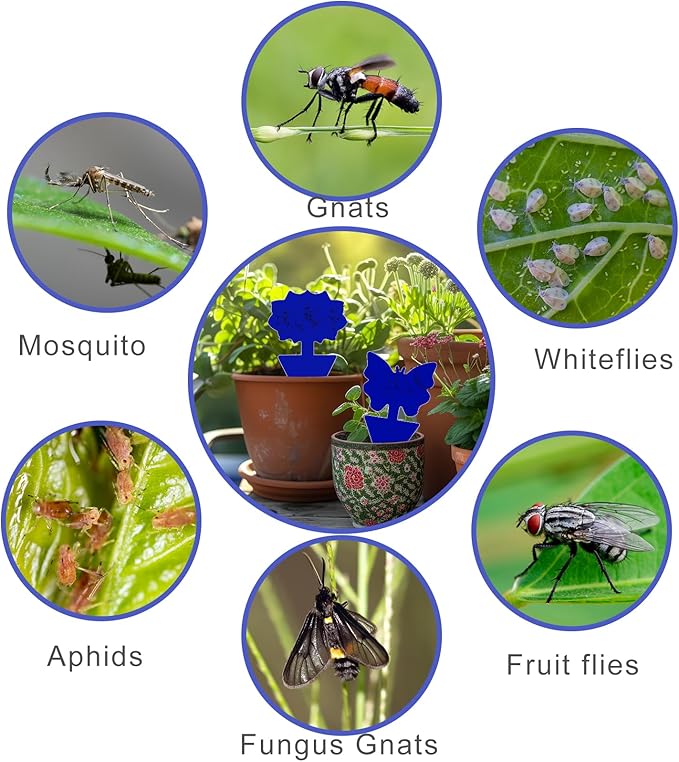 Fruit Fly Traps, 100 Pack Blue Sticky Traps, Fungus Gnat Traps, Plant Fly Stickers for Indoor and Outdoor Use Protect The Plant