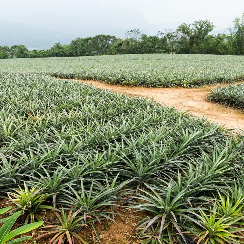 Gold Pineapple Plant Live for Planting 5 to 8 Inch Tall, Sweet Pineapple Fruit Tree Live Plant, Pineapple Seedling