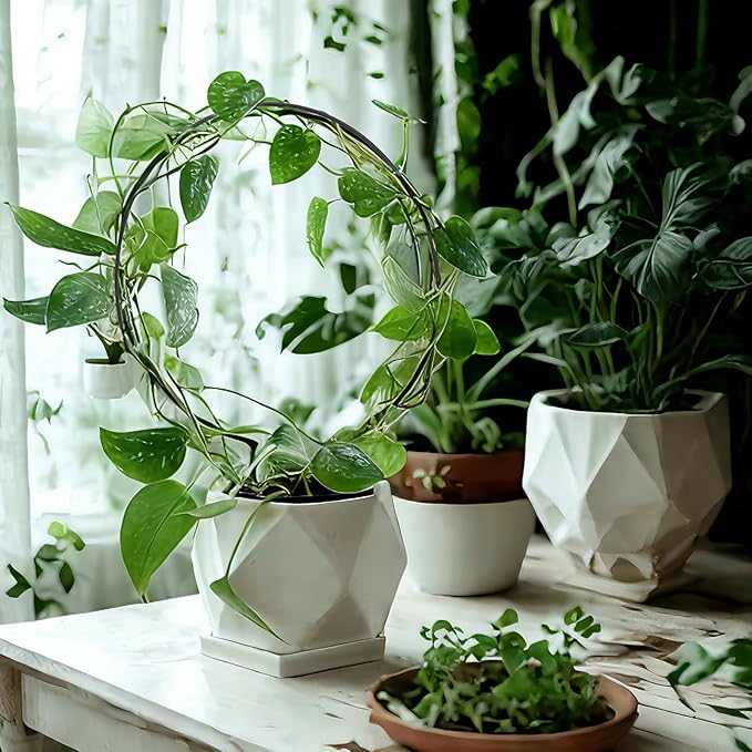 10 Pcs Black Iron Circle Trellis for Potted Plants, Indoor/Outdoor Plant Support Frames for Climbing Plants, Roses, Peas, Morning Glories