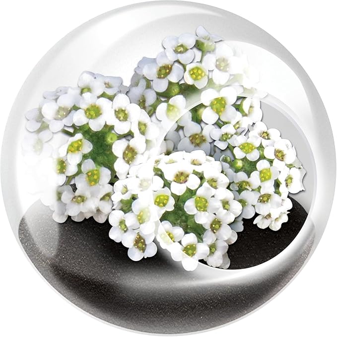 Tiny Terrarium Plant Seeds 6 Variety Pack, DIY Indoor Succulents and Live Plants for Home or Garden Planting, Assorted Flowering Pack