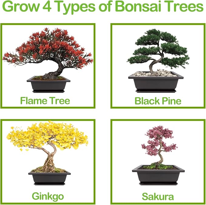 4 Bonsai Tree Seeds with Complete Growing Kit & Wooden Planter Box, Indoor Bonsai Tree Starter Kit, Great Potted Plants DIY Gift for Adults