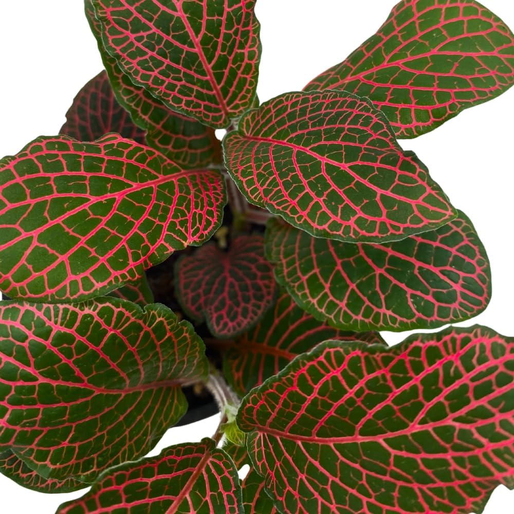 BubbleBlooms Red Fittonia Albivenis Nerve Plant in a 4 inch Pot Silver Net Leaf, Mosaic Jewel Creeping Indoor Plant verschaffeltii