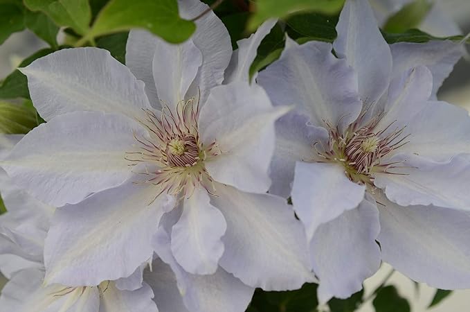 Perennial Farm Clematis Boulevard® Tranquilite™ Hybrid– Live Clematis Vine in 4 Quart Container, Pale Lavender Blooms, Compact Climber, Long Blooming, Ideal for Trellises, Containers & Fences