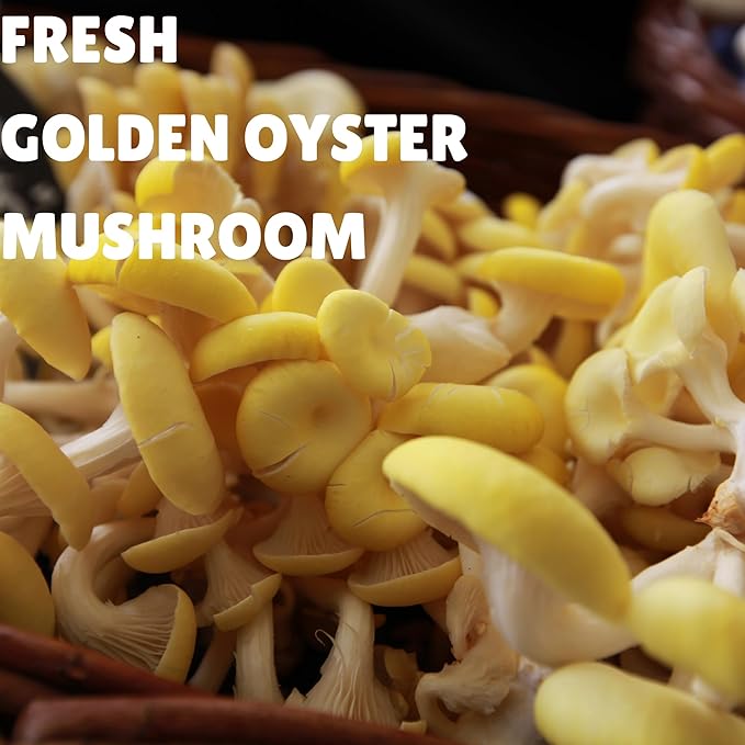 Golden Oyster Mushroom Growing Kit, Starter-Friendly & Fast Harvest Mushrooms Growing Kit, Handmade in USA, Great Gift