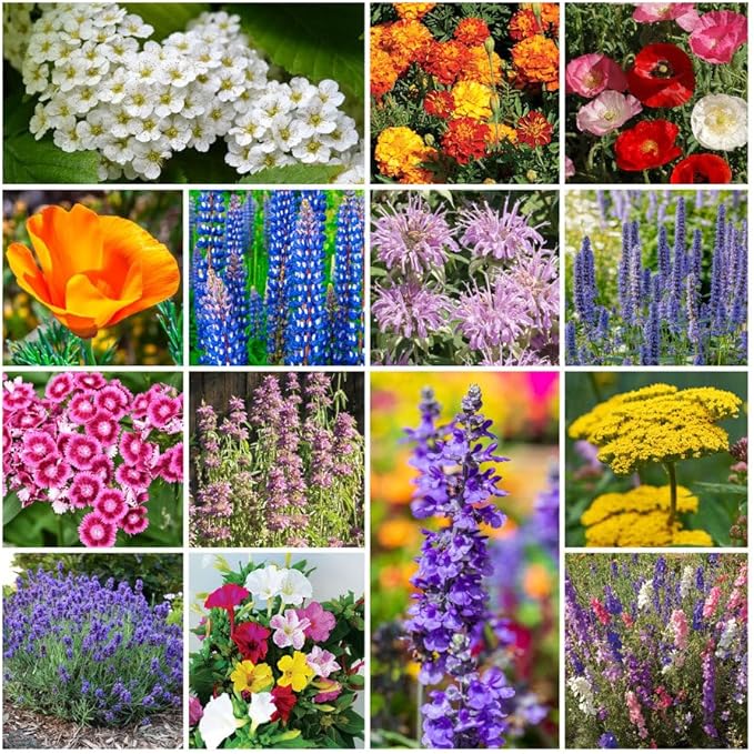 Park Seed Grow Your Own Vibrant Annual and Perennial Wildflower Garden Seed Mixture, Easy to Grow Varieties for Pollinators and Spring Gardens - Deer Resistant Mix, 10 lbs