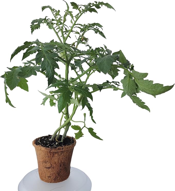 Plant-It Starters Plant Seeds 4 Variety Pack, DIY Indoor Succulents and Live Plants for Home or Garden Planting, Assorted Seed