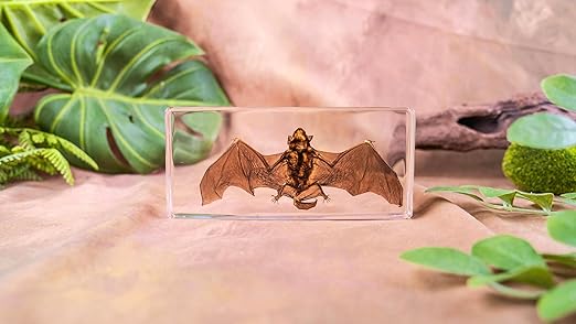 Real Bat Specimens, Resin Animal Specimens, Animal Skulls, Quirks, Biology, for Animal Specimen Enthusiasts, Science Classroom Science Education (Bat 5.6x2.6x0.8 Inch)