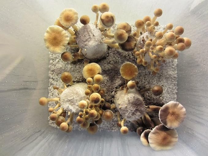 12 Jars Mushroom Growing Kit Ultimate Fast Automated Cultivation Equipment