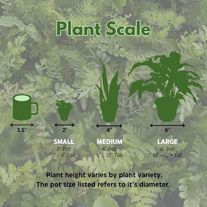 BubbleBlooms Fern Variety Assortment, 6 Different Ferns in 2 inch pots Tiny Mini Pixie Plants