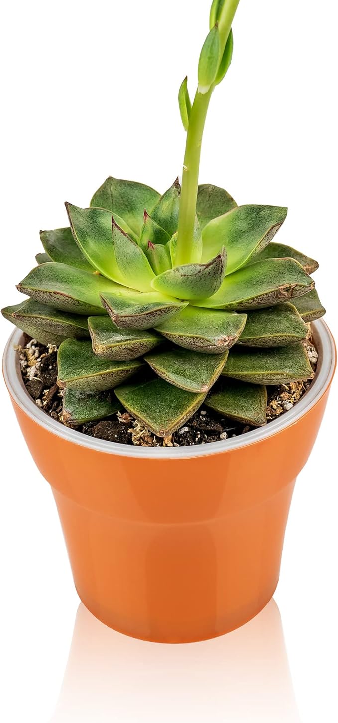 Premium Albuca Spiralis Potting Soil Mix - Perfect Balance of Nutrients, Drainage, and Aeration for Thriving Blooms - 2 Quart