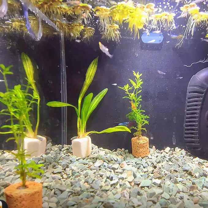 Succulents and Cactus Green Zeolite Rocks, Decorative Stones Pebbles for Indoor Plants, Bonsai, Fairy Gardening, Vases Fillers, Terrarium, 10lb