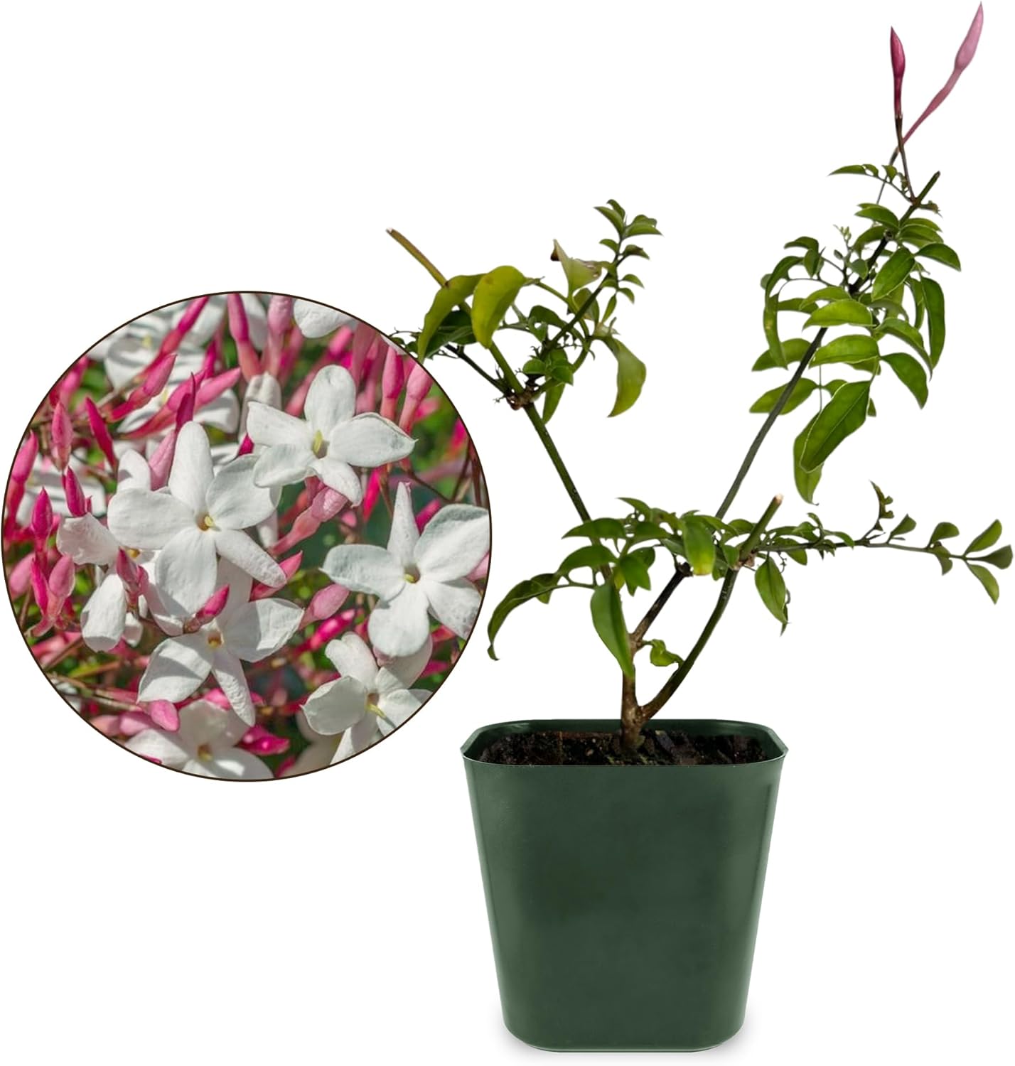 Generic Mini Pink Jasmine Vine, Fragrant and Live Houseplant, 2 Inch Pot, Jasminum Polyanthum (3)