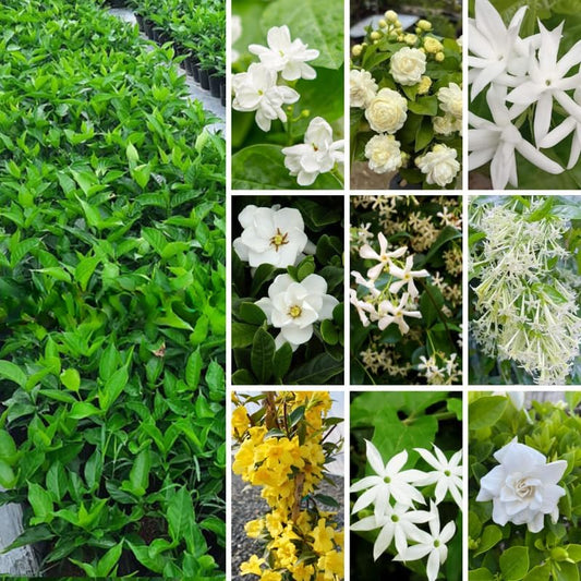 2 Random Jasmine Plants Live, Climbing Jasmine Indoor Outdoor Live, Fragrant, 5-9" in Tall, No Pot, Hardy and Fast-Growing
