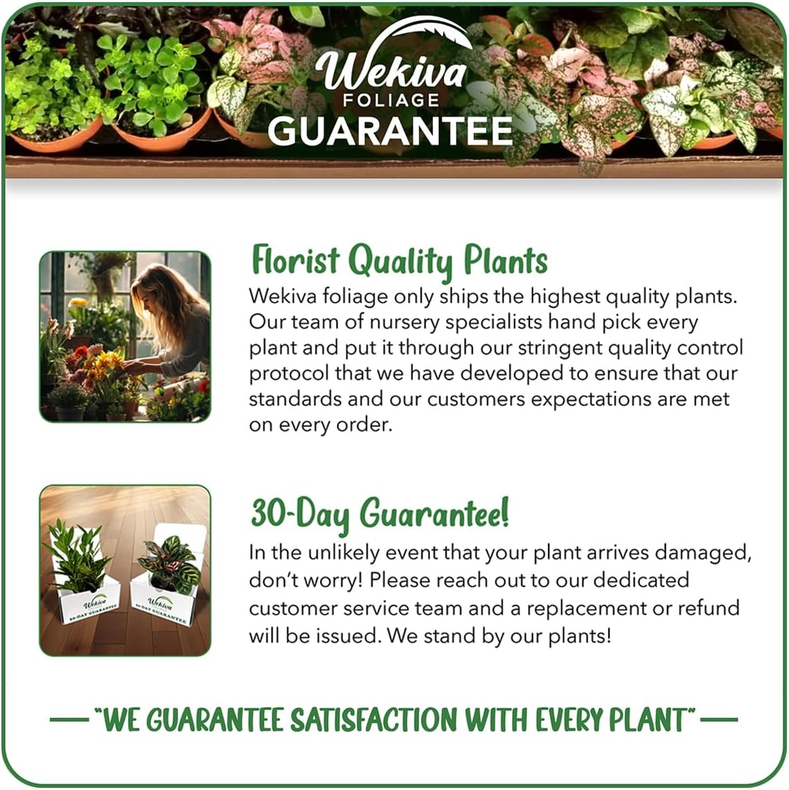 Magnolia Fig Tree - 4 Live Starter Plants - Ficus Carica - Edible Fruit Tree for The Patio and Garden