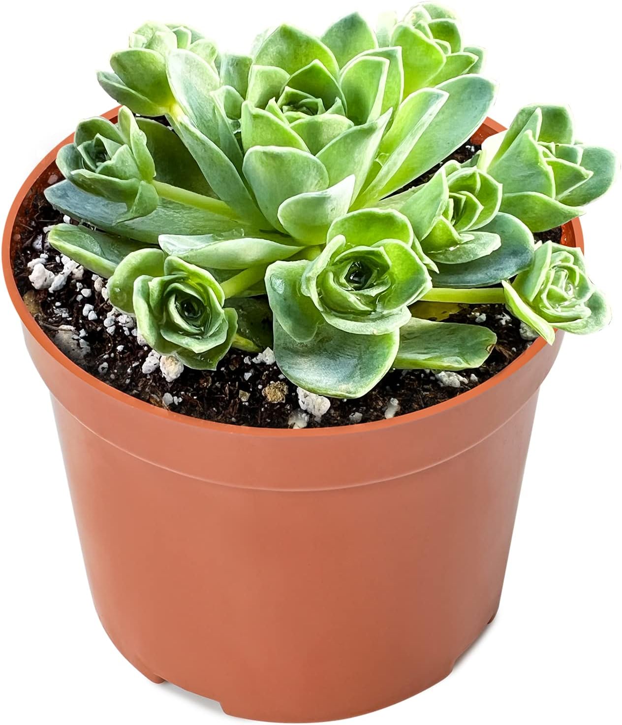 Sprout N Green Greenovia Dodrantalis | Aeonium dodrantale, 1 Live Succulent Plant Fully Rooted in 4" Pot, House Plant for Indoor Outdoor Home Office Wedding Decoration DIY Project Party Favor