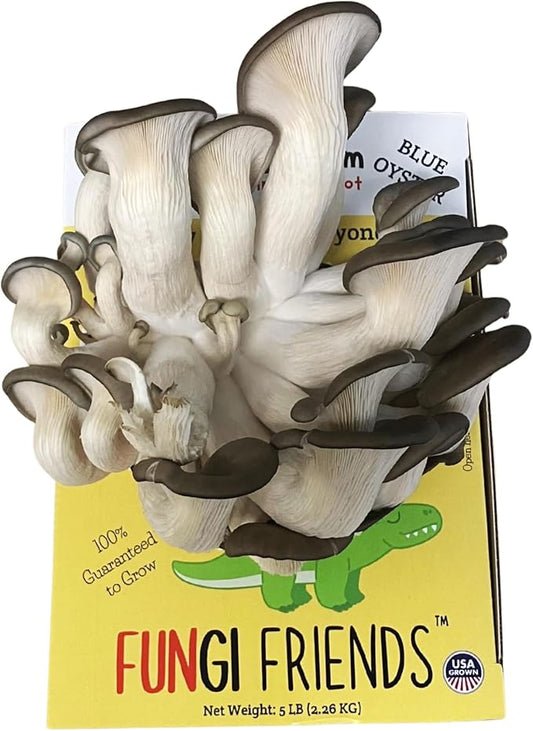 Blue Oyster Mushroom Grow Kit (5 lbs) | Mushasaurus | Beginner-Friendly & Easy to Use | Handmade in USA (1 Blue Oyster Mushroom Grow Kit)