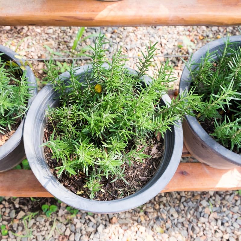 Rosemary Plant in 4 Inch Pot, Fragrant Plants for Indoor Outdoor Planting, Live Perennial Rosemary Plants