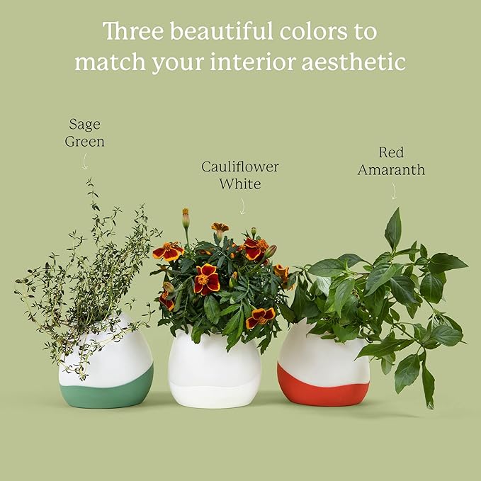 Gardyn Vase Complete Kit - Red Amaranth | Designed for use with Gardyn Hydroponics Growing System Kits & Vertical Garden Hydroponic Gardens | Bring Gardyn’s Indoor Plants to All Areas of Your Home