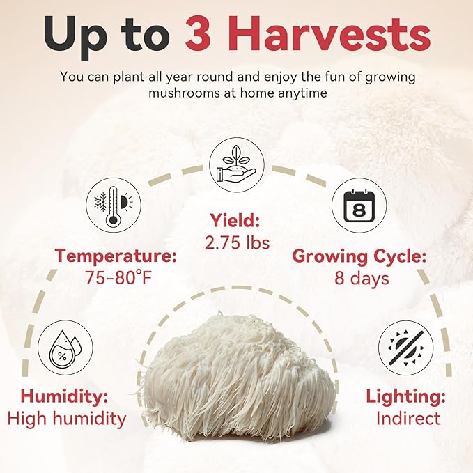 inbloom Double-Side Organic Lion's Mane Mushroom Growing Kit, Non-GMO White Indoor Mushroom Grow Kit (4 lbs), Easy to Use Plump Mushroom Kit Gift for Birthday, USA