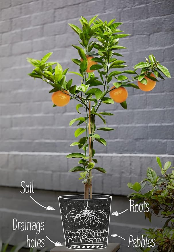Citrus Tree Potting Soil Mix, Special Blend for Indoor Oranges, Lemons, Limes and More - (1 Quart Bag)