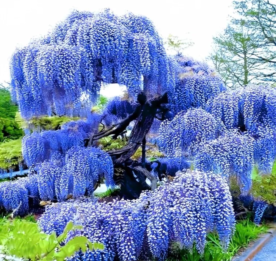 Alexa's Elegant Weeping Duo - 4 Live Trees to Plant - 2 Stunning Live Potted Blue Chinese Wisteria Seedlings - 2 Gold Weeping Willow Cuttings to Grow - Make Your Yard Stand Out
