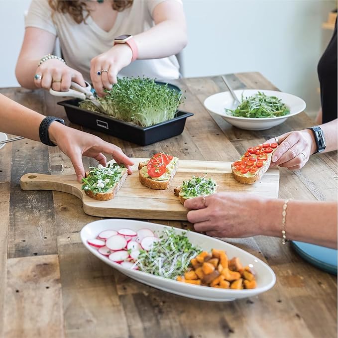 HAMAMA Home Microgreens Growing Kit - Cilantro Sprouts Growing Kit, Sprouting Kit - Grow Your Own Micro Greens Indoor, Micro Greens Starter Kit with Microgreens Tray, Microgreen Seeds【Cilantro Seeds】