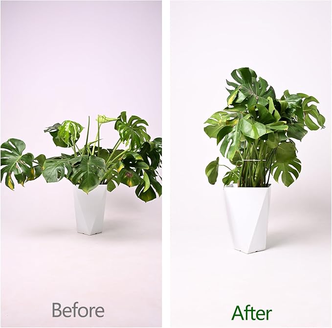 5PCS Monstera Plant Support Hook - 5.5x5.5 inch Premium Indoor Stem Stabilizer for Monstera & Fishbone Cactus, Durable,Easy Installation, Gentle Protection for Healthy Plant Growth