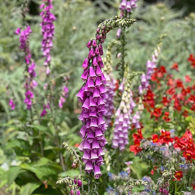 Eden Brothers Foxglove Seeds - Purple