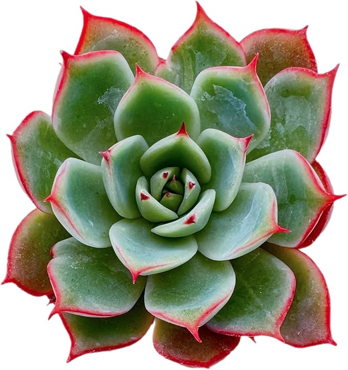 2" Rare Succulent Echeveria 'Yeon-Deung', Live Succulents Plants Fully Rooted in Grower Pots, Unique Gift for Wedding Favor, Party Favor