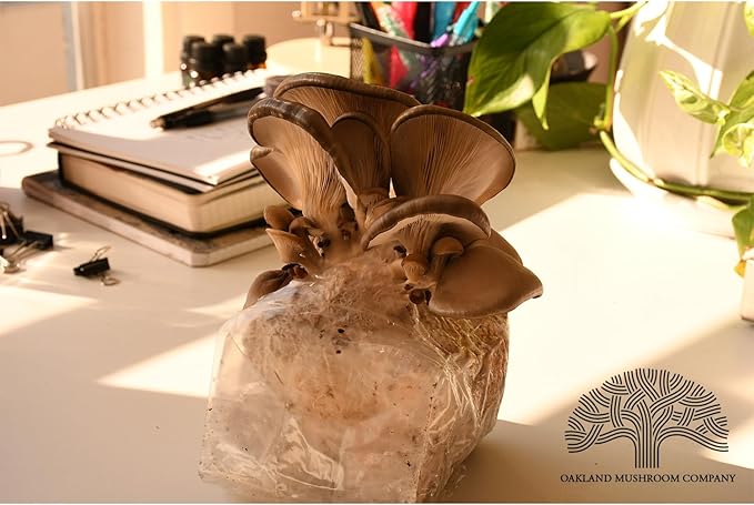 Blue Oyster Mushroom Grow Kit by Oakland Mushroom Co. | Handmade with Organic Ingredients | Ready to Grow | Harvest in 7-14 Days