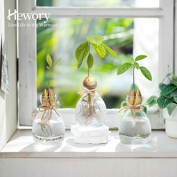 Hewory Avocado Seed Starter Vase: 3 Pcs Glass Avocado Tree Growing Kit Pot for Indoor Plant - Rustic Acorn Vases for Plant Gardening Lovers