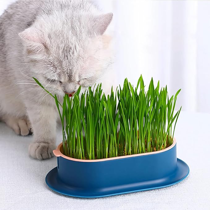 2Pcs Cat Grass Planter (No Seeds Included) Wheatgrass Planting Trays Hydroponic Cat Grass Growing Kits for Indoor Cats Soilless Organic Nursery Box Pet Grass Pot (C)