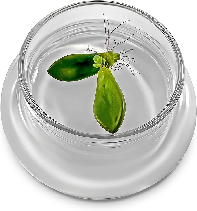 Bloomify Terra Gel Plant Propagation Seed Starter Tray with Glass Dome – Advanced Technology Gardening Supplies Plant Propagation Station for Succulents – Easy to Use Seed Starter Kit