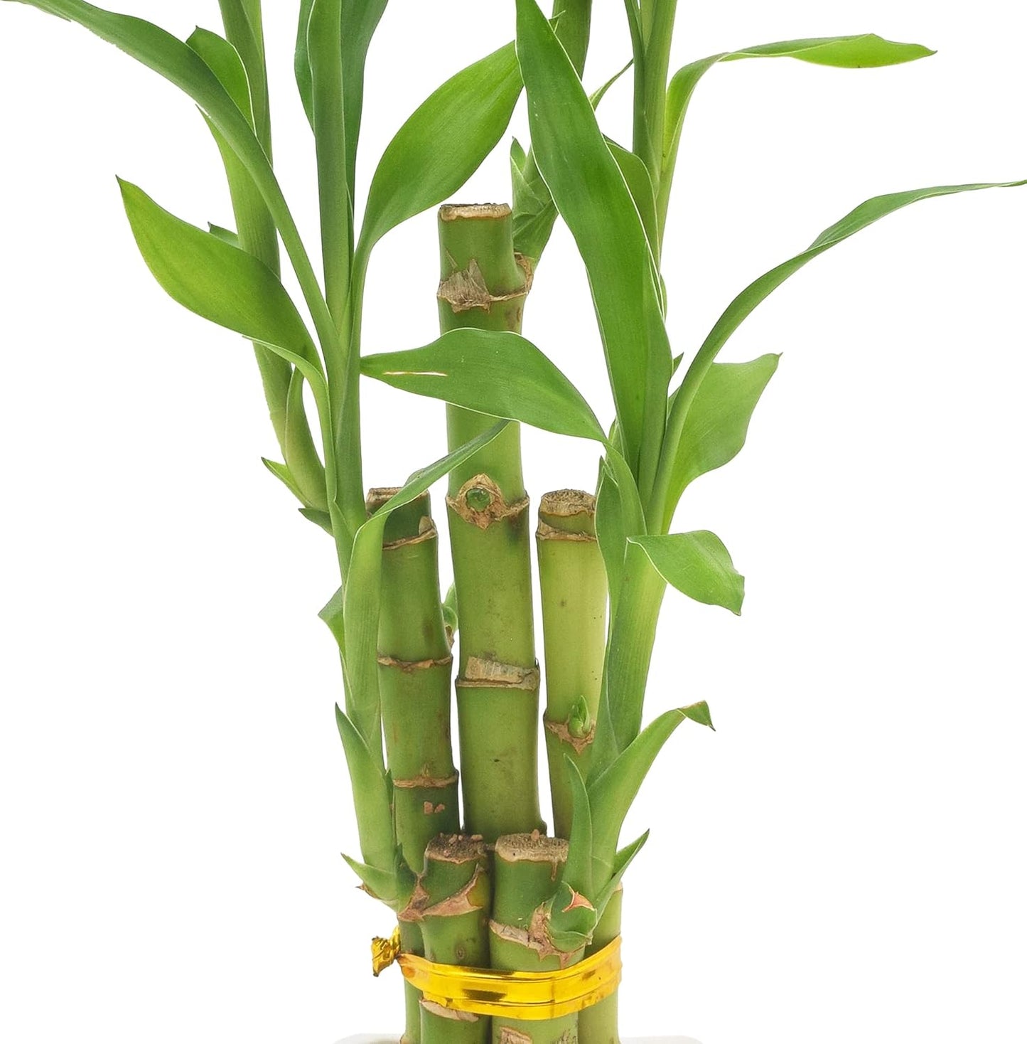5-Stem Lucky Bamboo, Live Indoor Plant in Contour II Ceramic Planter for Home, Work, or Gift, White ***Cannot Ship to Hawaii***
