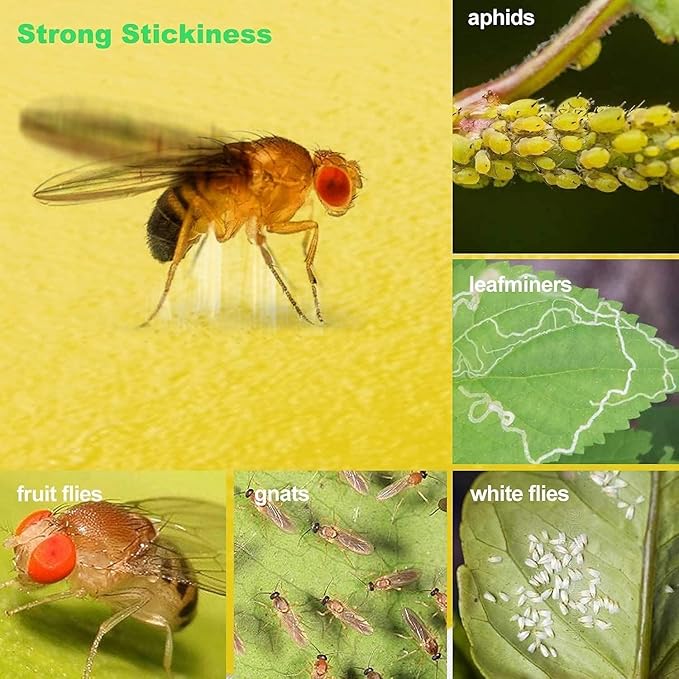 100 Pcs Sticky Trapz for gnat, Yellow Stick Traps for Plants, Fungus gnat Traps Double Side with Shovel, Indoor Safe for Gnat, Fruit Fly, White Fly, Aphid, Leaf Miner