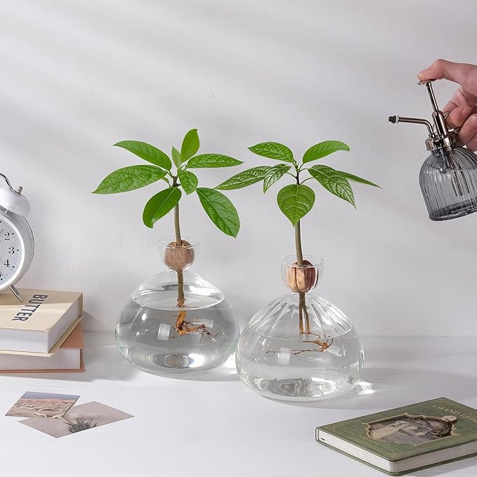 Avocado Seed Starter Vase Glass Planter for Hydroponic Plants Clear Grow Pots with Striped Pattern for Indoor Small Tree Growing Kit for Home Office Decoration