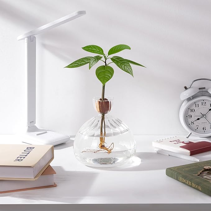 Avocado Seed Starter Vase Glass Planter for Hydroponic Plants Clear Grow Pots with Striped Pattern for Indoor Small Tree Growing Kit for Home Office Decoration